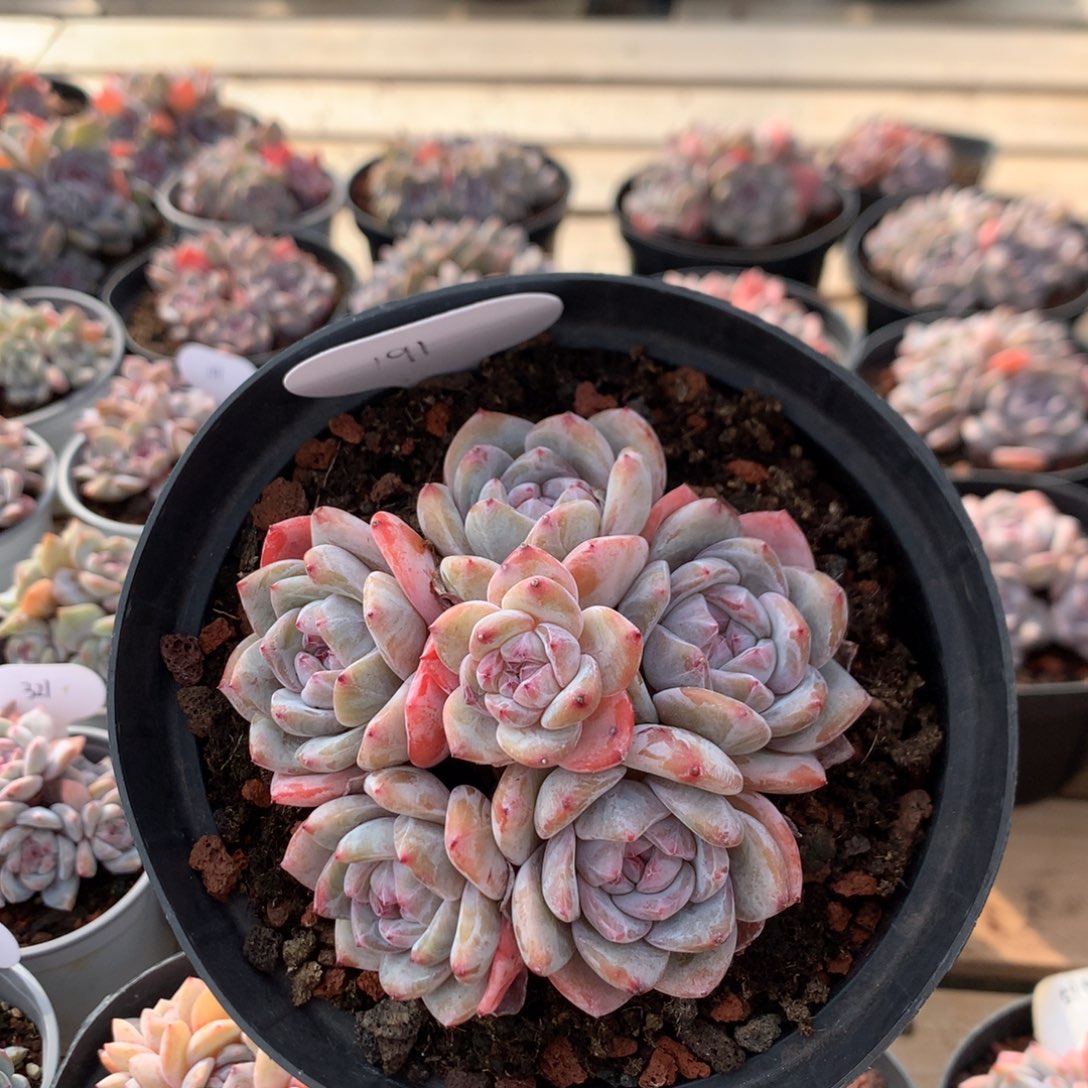 11厘米六头有砍紫皮石榴籽捧花 191