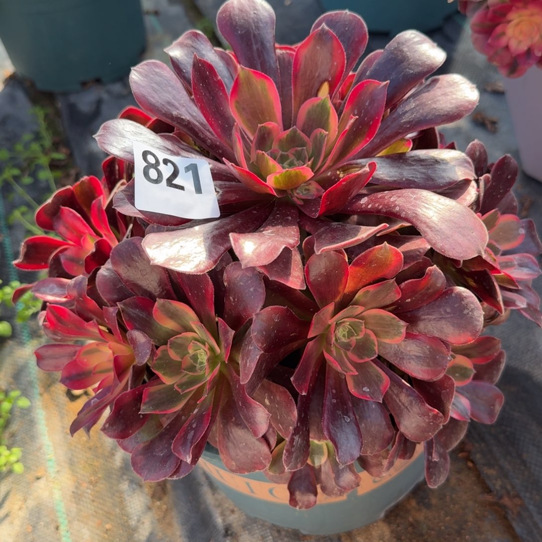 821美杜莎多肉植物福利