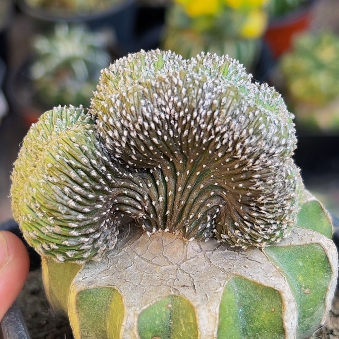 无花朵薄叶花笼缀化018