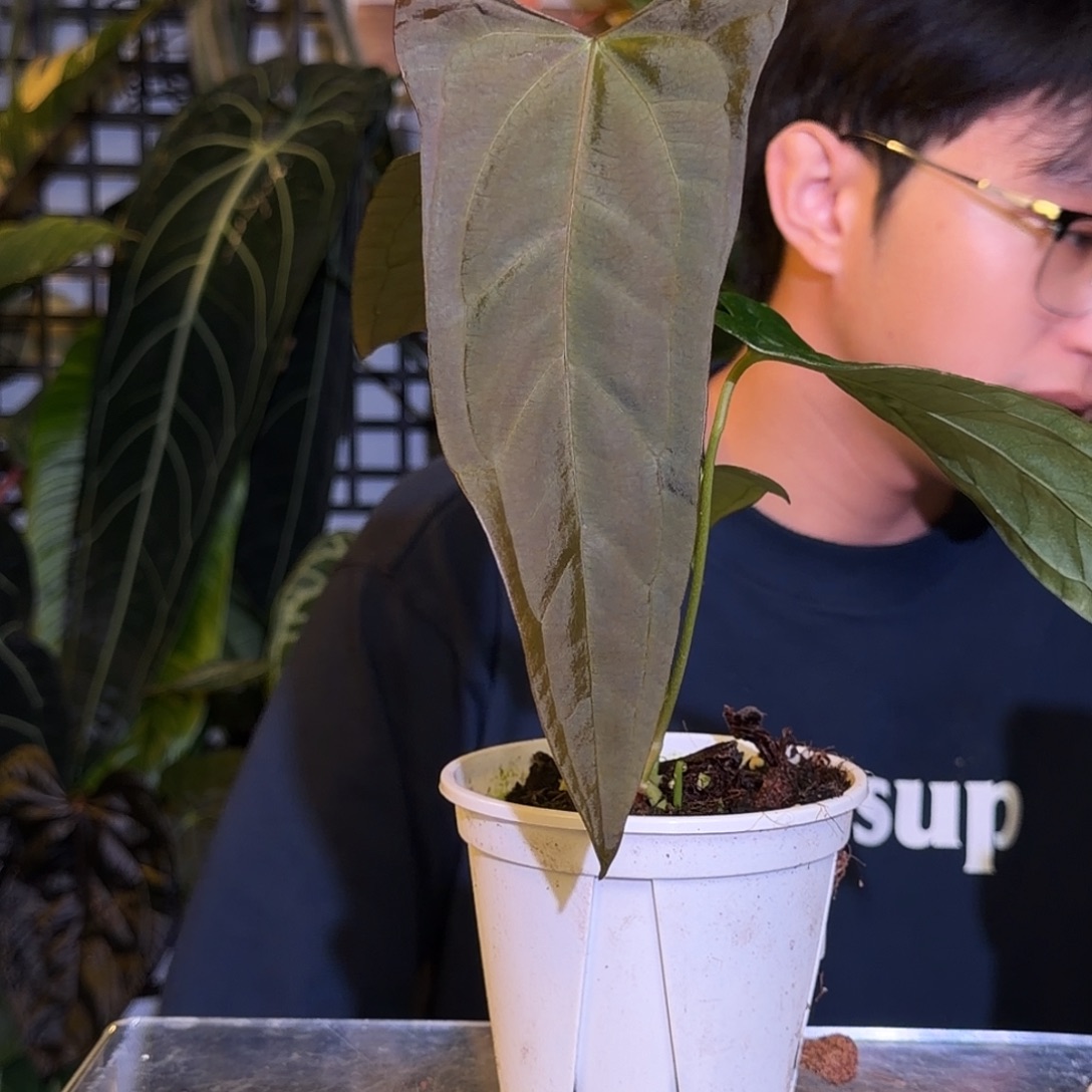 完全开放N17 西尼亚杂小羊皮