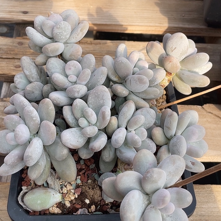 烟美人多肉植物群生