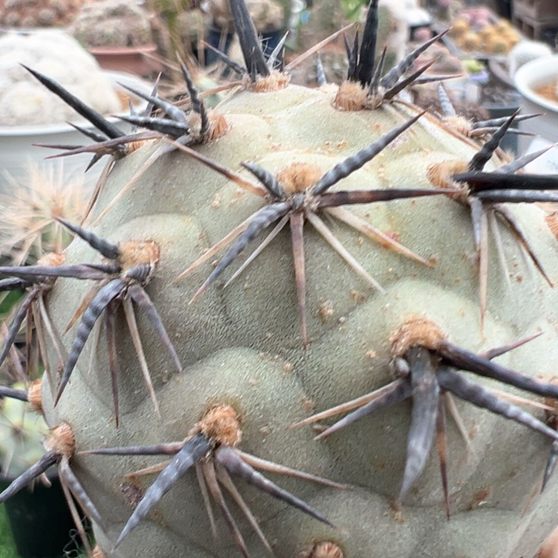 红陶7133无根水牛习志野