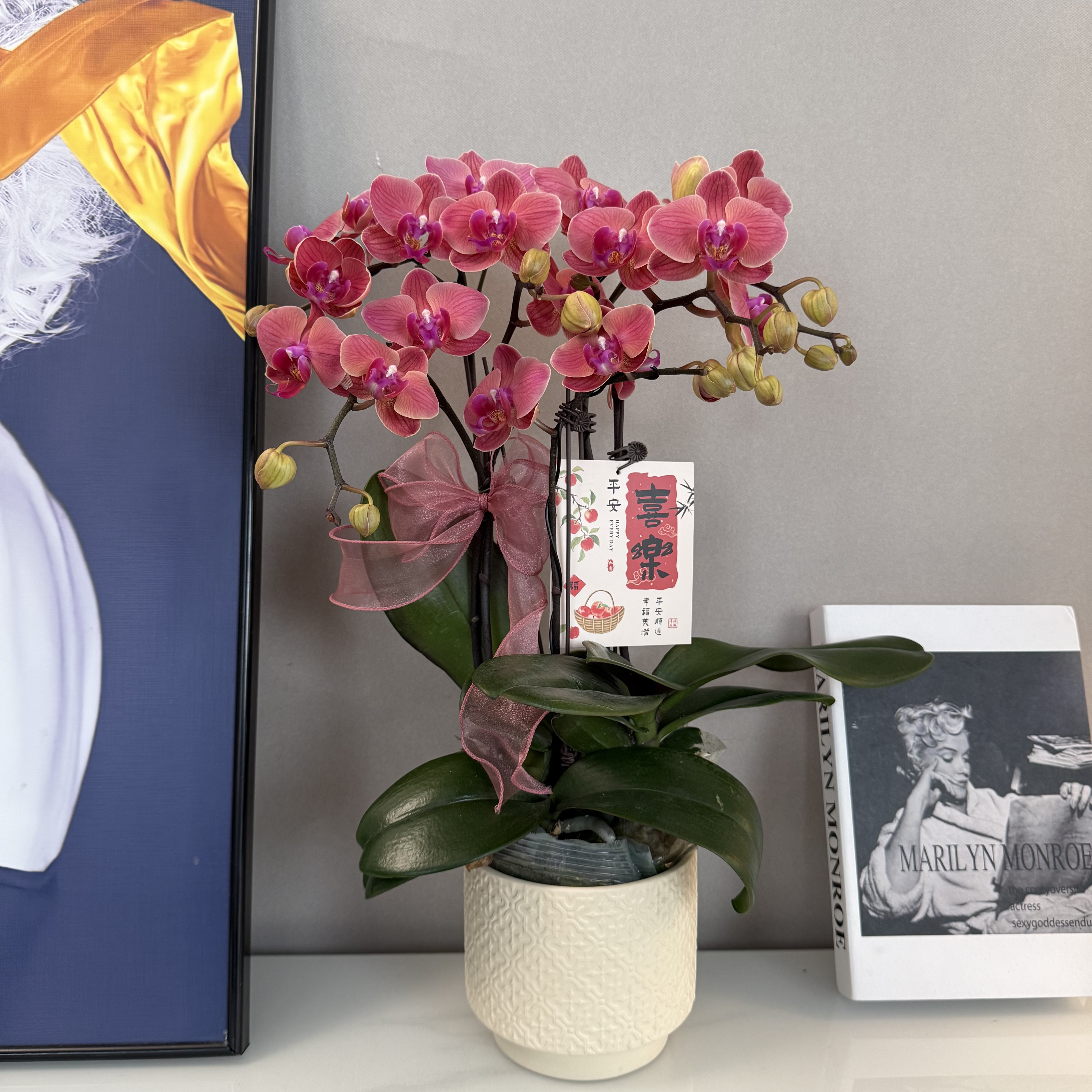 蝴蝶兰【小橘灯】稀缺欧品三文鱼橘红 绿植盆栽 室内观赏 基地直发