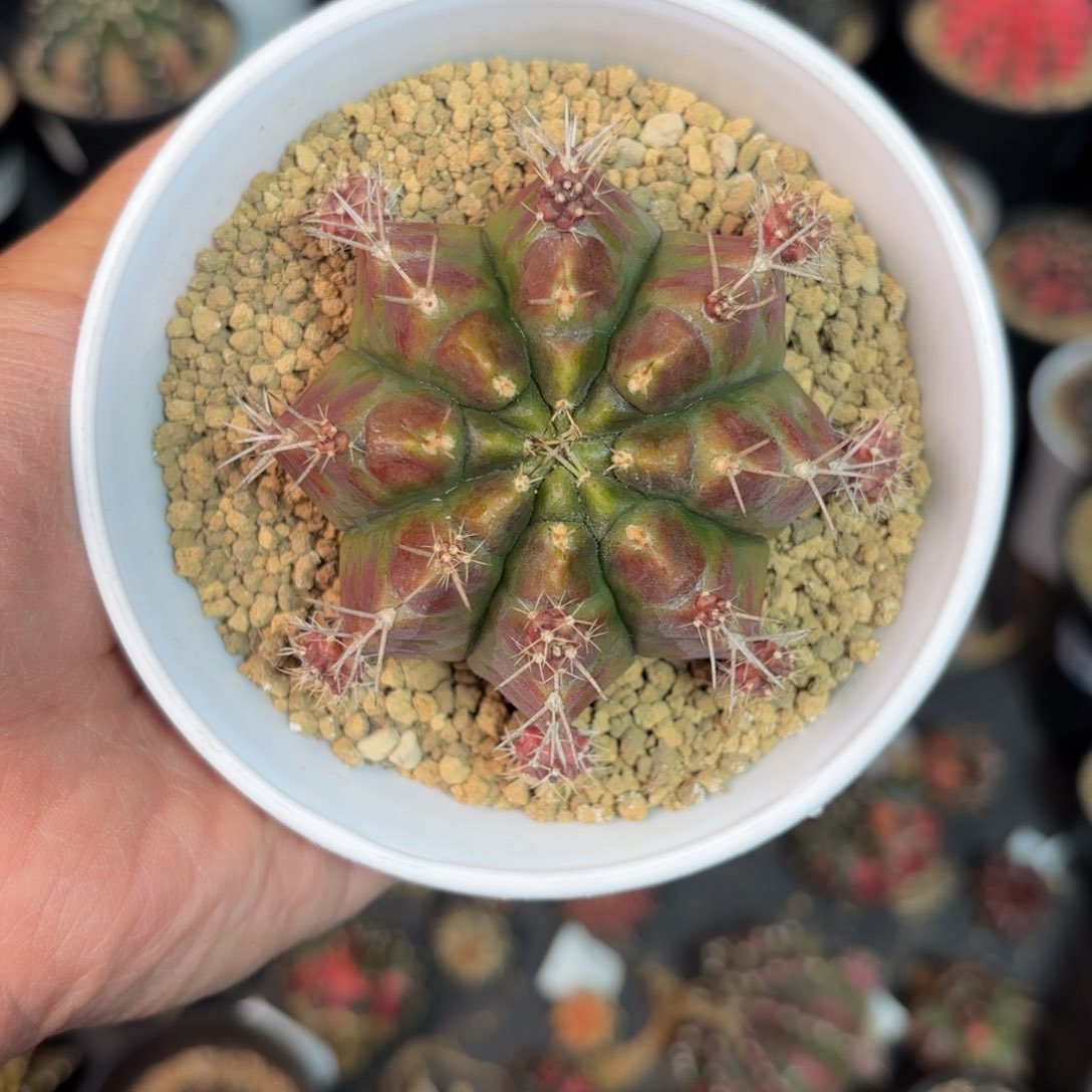 泰系米哈仙人揉本1002