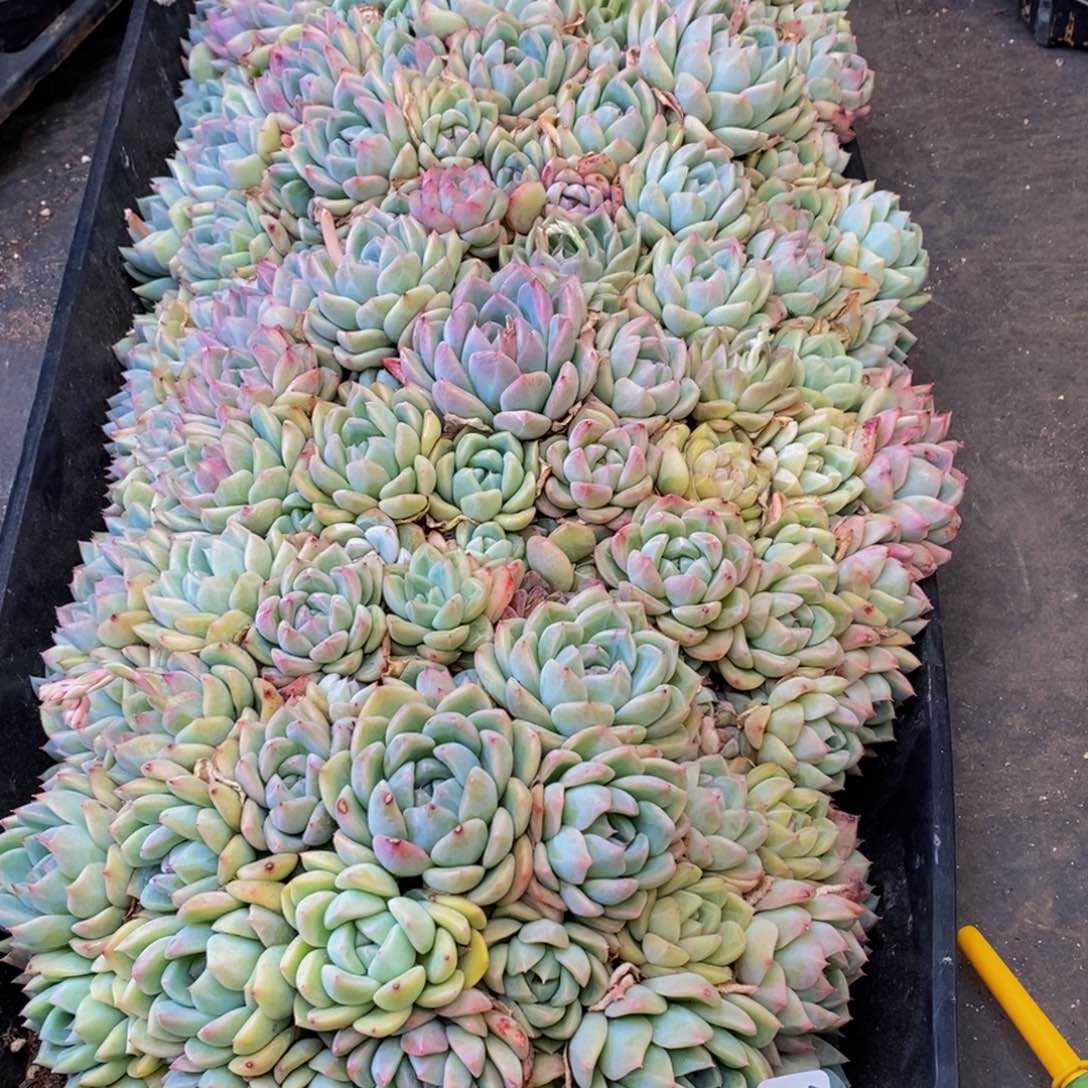 苏****g143多肉植物保护研究所所长助理