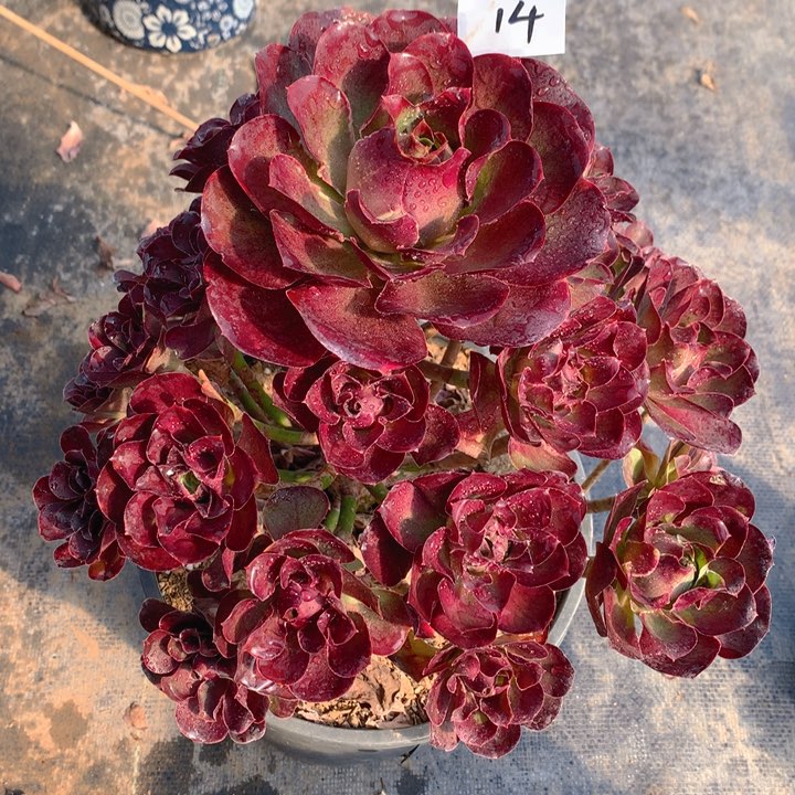 14魅金玫瑰法师多肉
