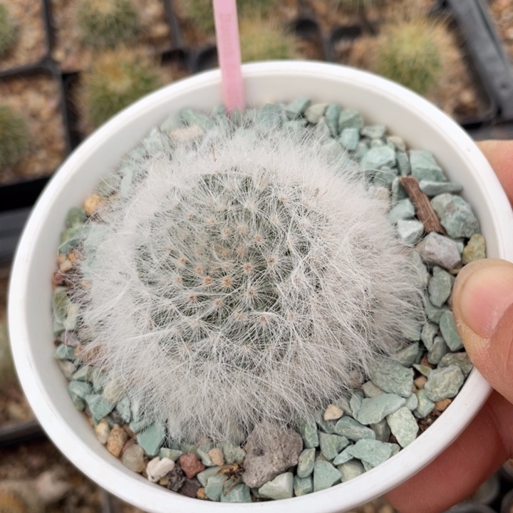 红***手实生无刺丽光殿2835000000