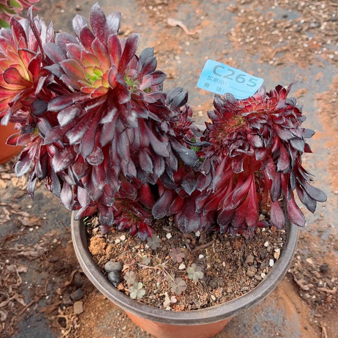 多肉植物265墨颜