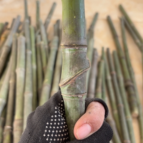 欢****实心竹竹竹竹竹竹竹竹竹