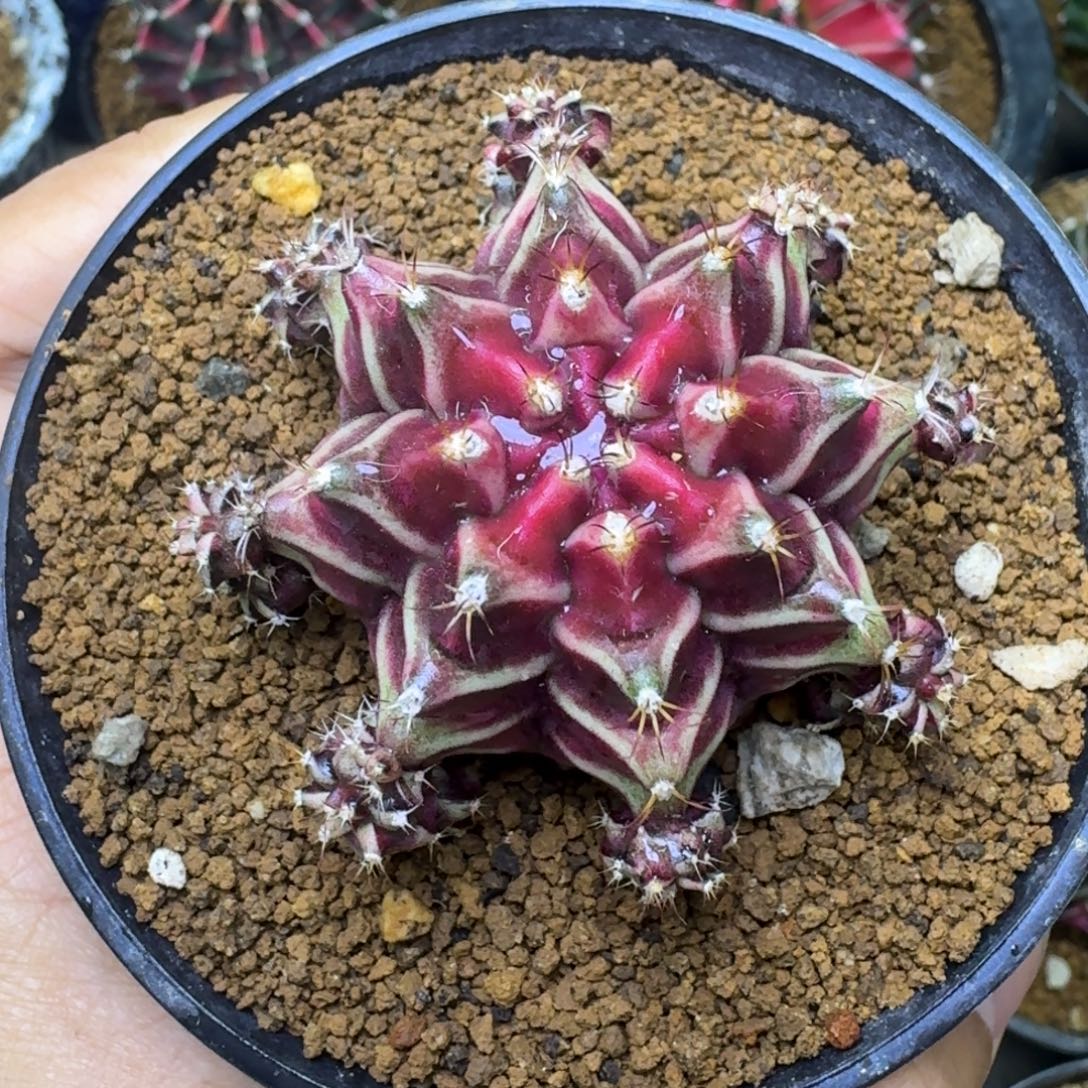 泰球自根belove 米哈锦24号