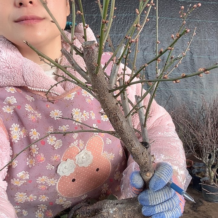 完全开放妞***^白梅 梅花