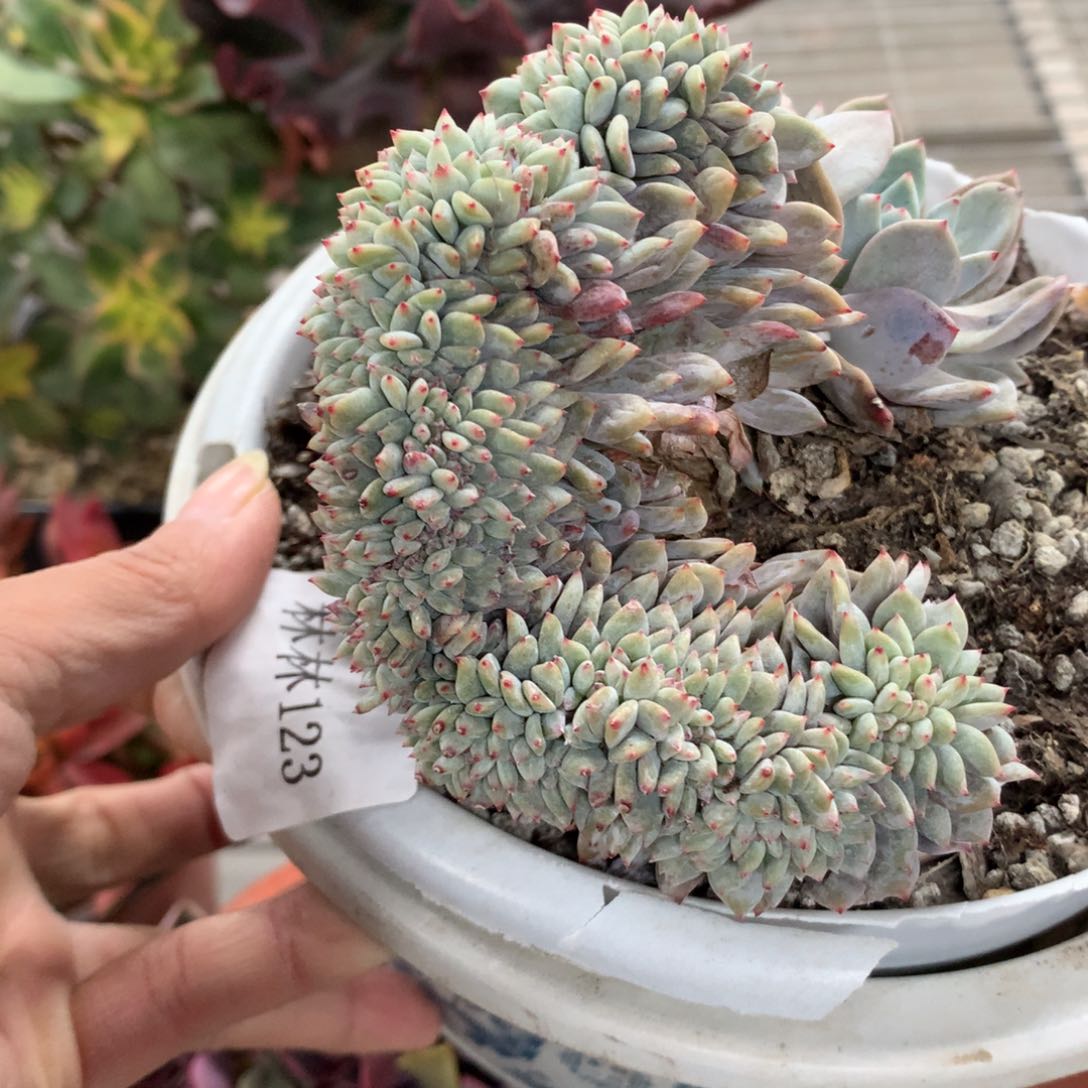 ?*橙子缀化多肉植物