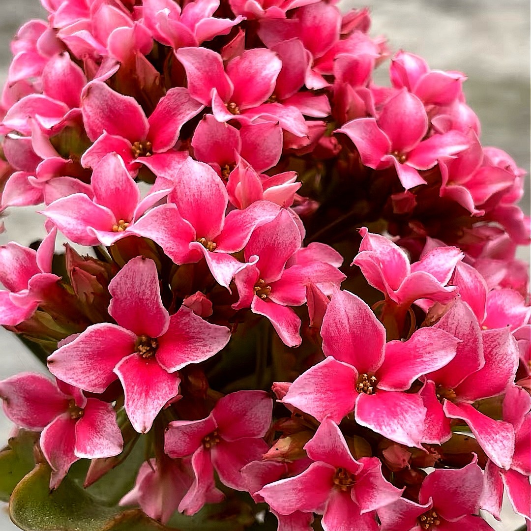 火烈鸟 单瓣带花苞 昊景130口径盆