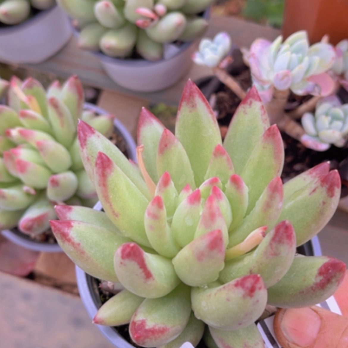 【闪购商品】岩字0690