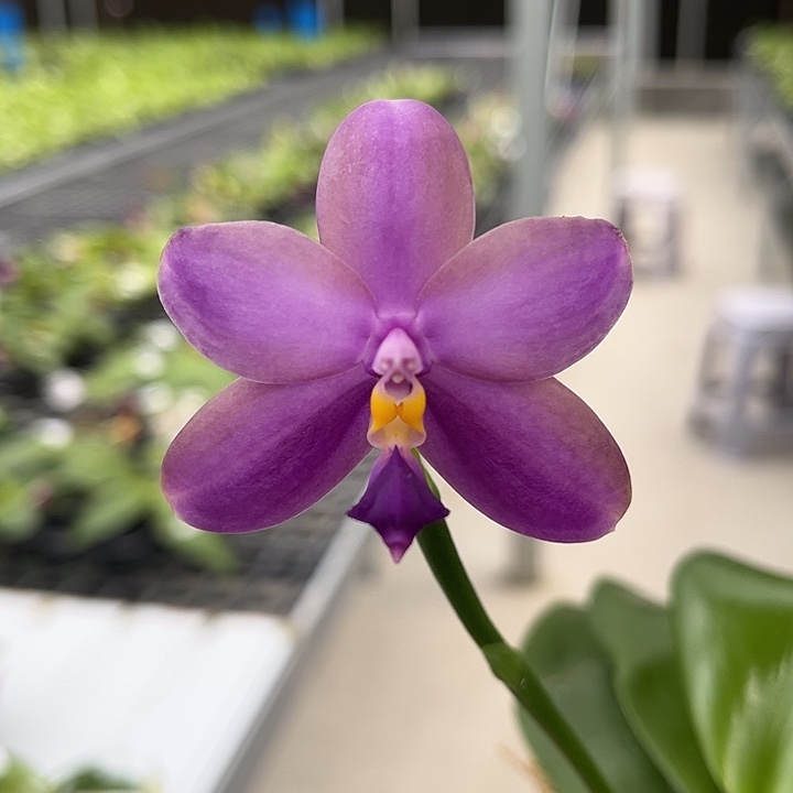 完全开放2.5寸杯柳林蓝鸟交荧光