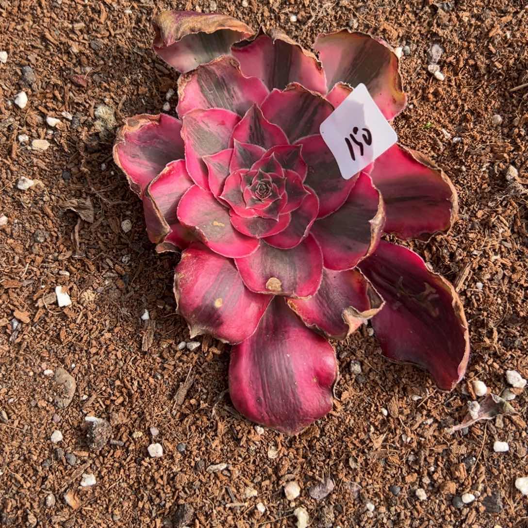 快***猬150爱丽丝寄养多肉嘻嘻嘻