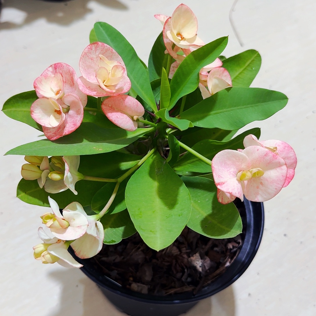 完全开放蜜桃冰沙直播间一物一拍