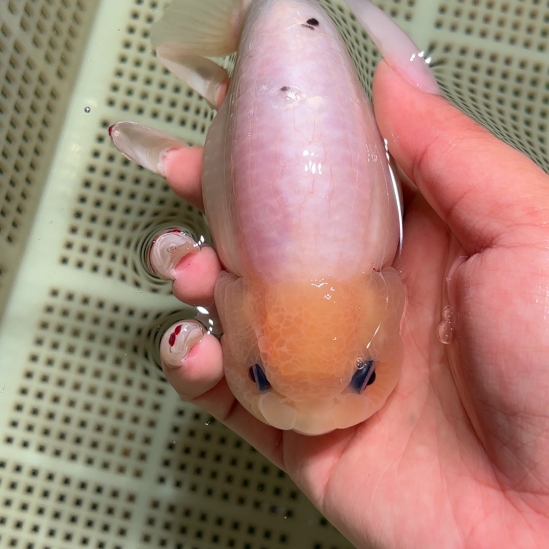 游***灵金鱼拍包装包邮，不拍包装运费到付