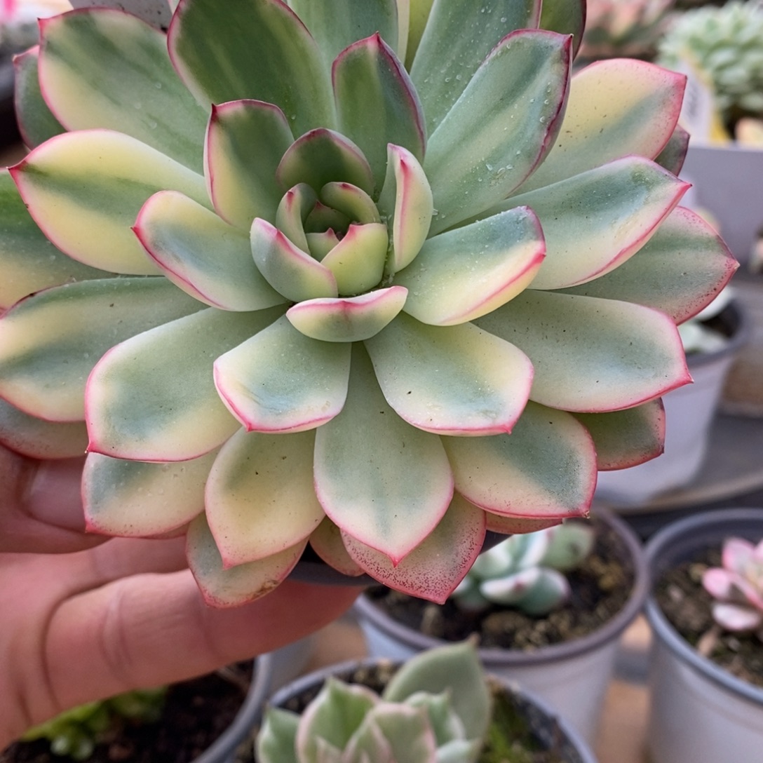 190雨燕座哈哈哈哈