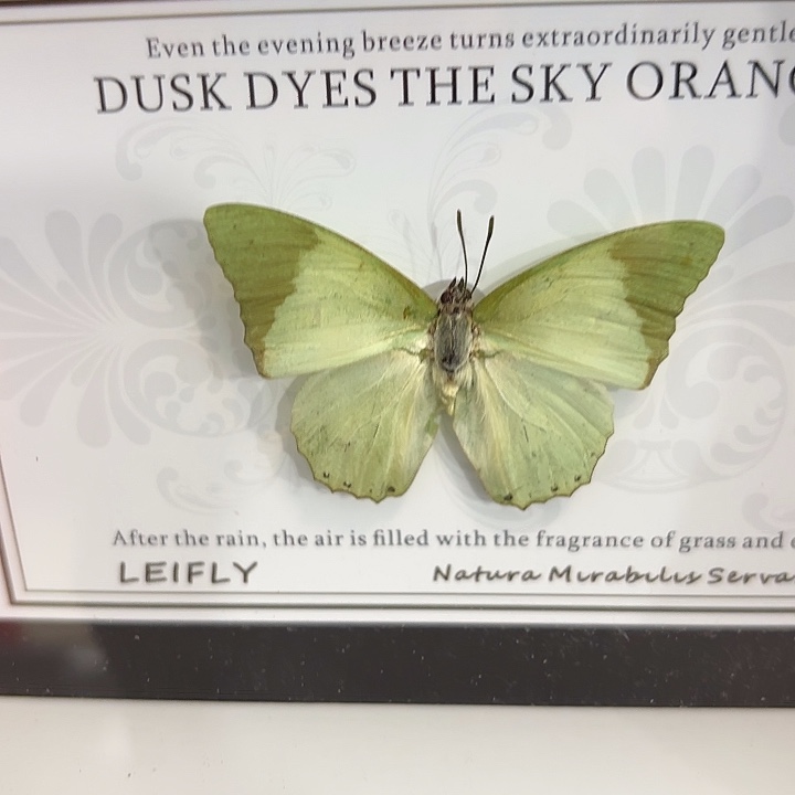 小***活蝴蝶标本定制220@
