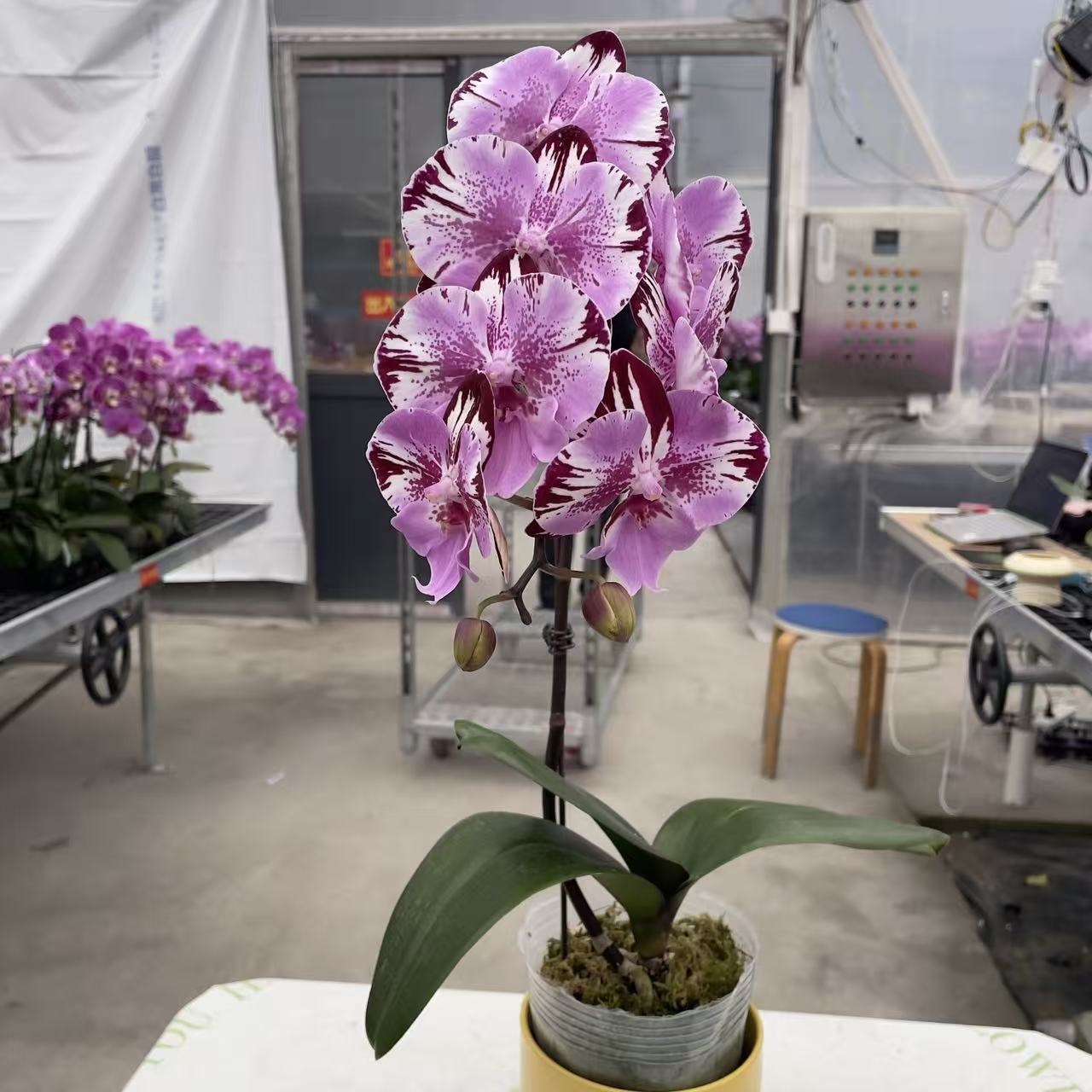 《米奇乐多》3.5寸杯精品蝴蝶兰 紫红色系 自带黑色闪边  室内花花