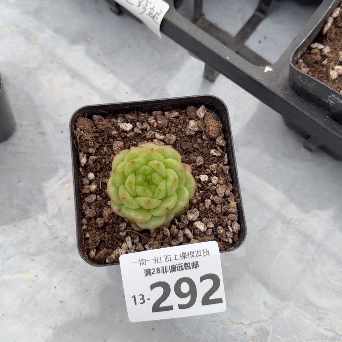 灯泡珍妮多肉多肉