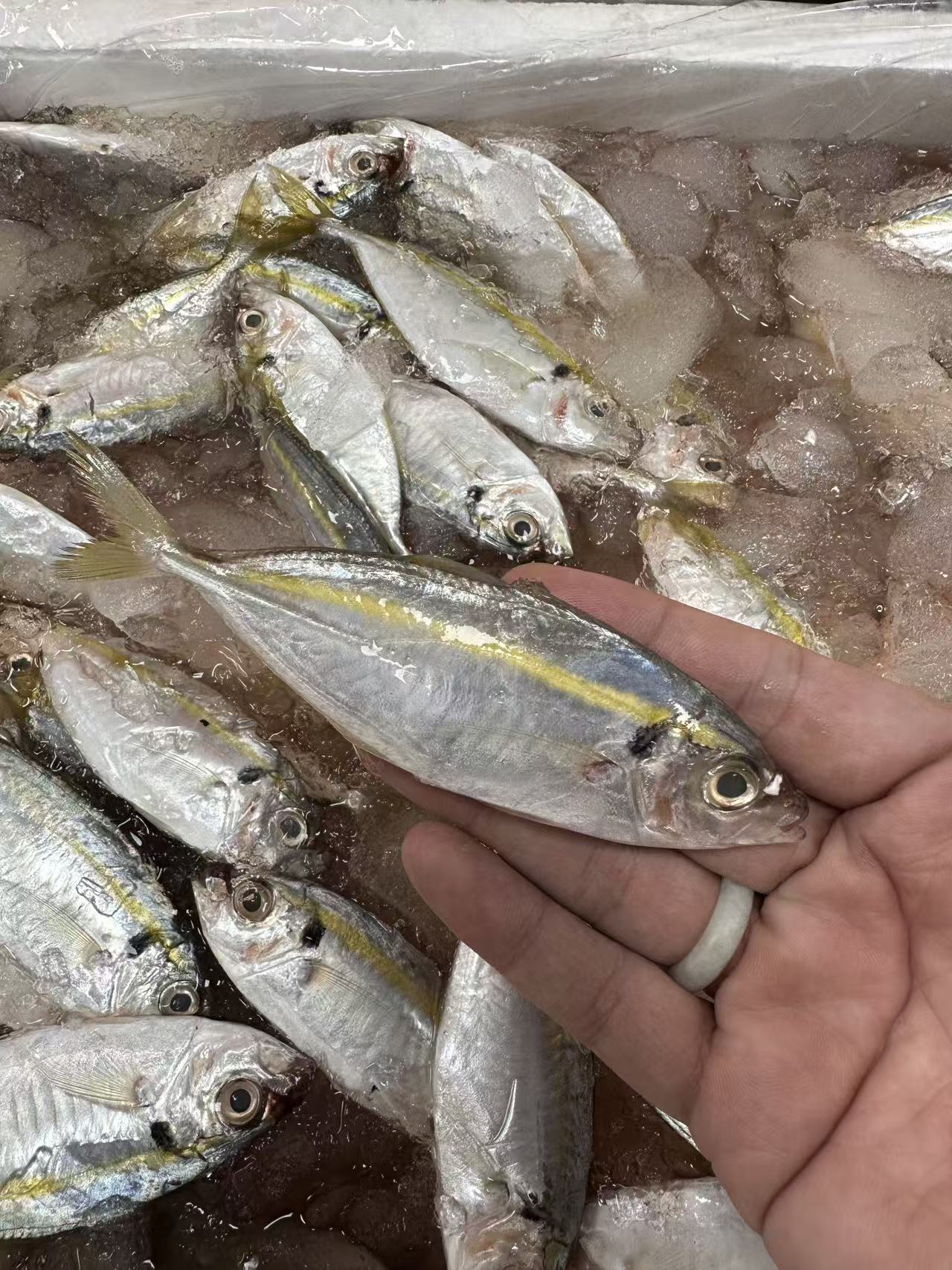 汕尾本港新鲜金线鱼