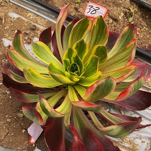 红魔女法师法师法师38