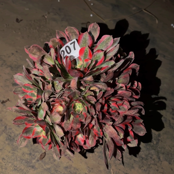 207男神多肉植物不售后