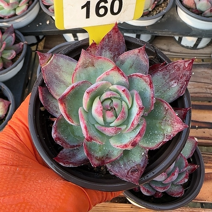 回***法160 惊鸿仙子多肉植物6-9cm