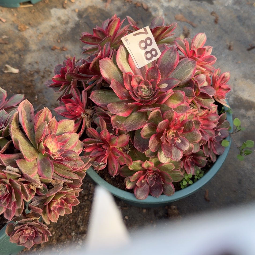 黑墨镜多肉植物老庄788