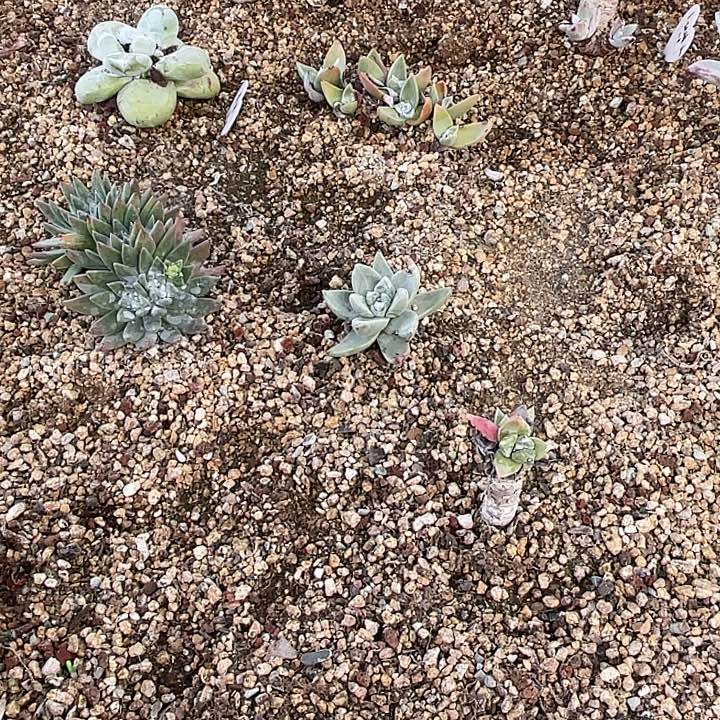 小***儿朵朵缀粗桩福利粗桩