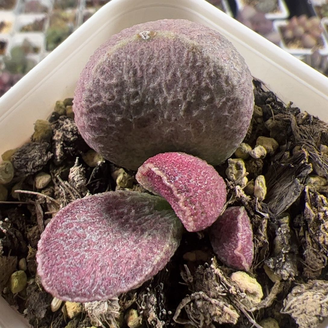特价有点小疤哈莫猪肝大苗多肉植物