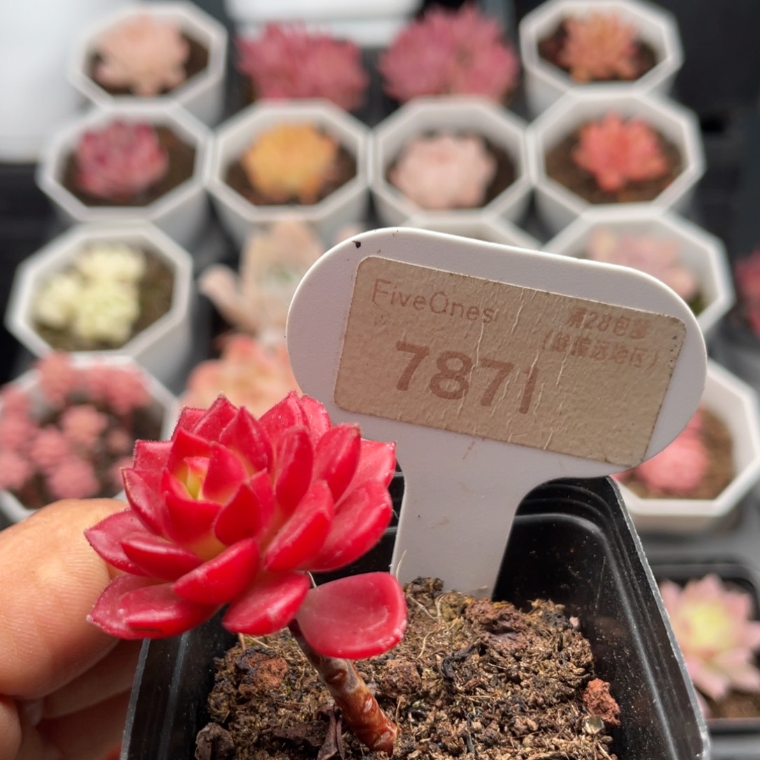 蒂亚7871-3.0厘米