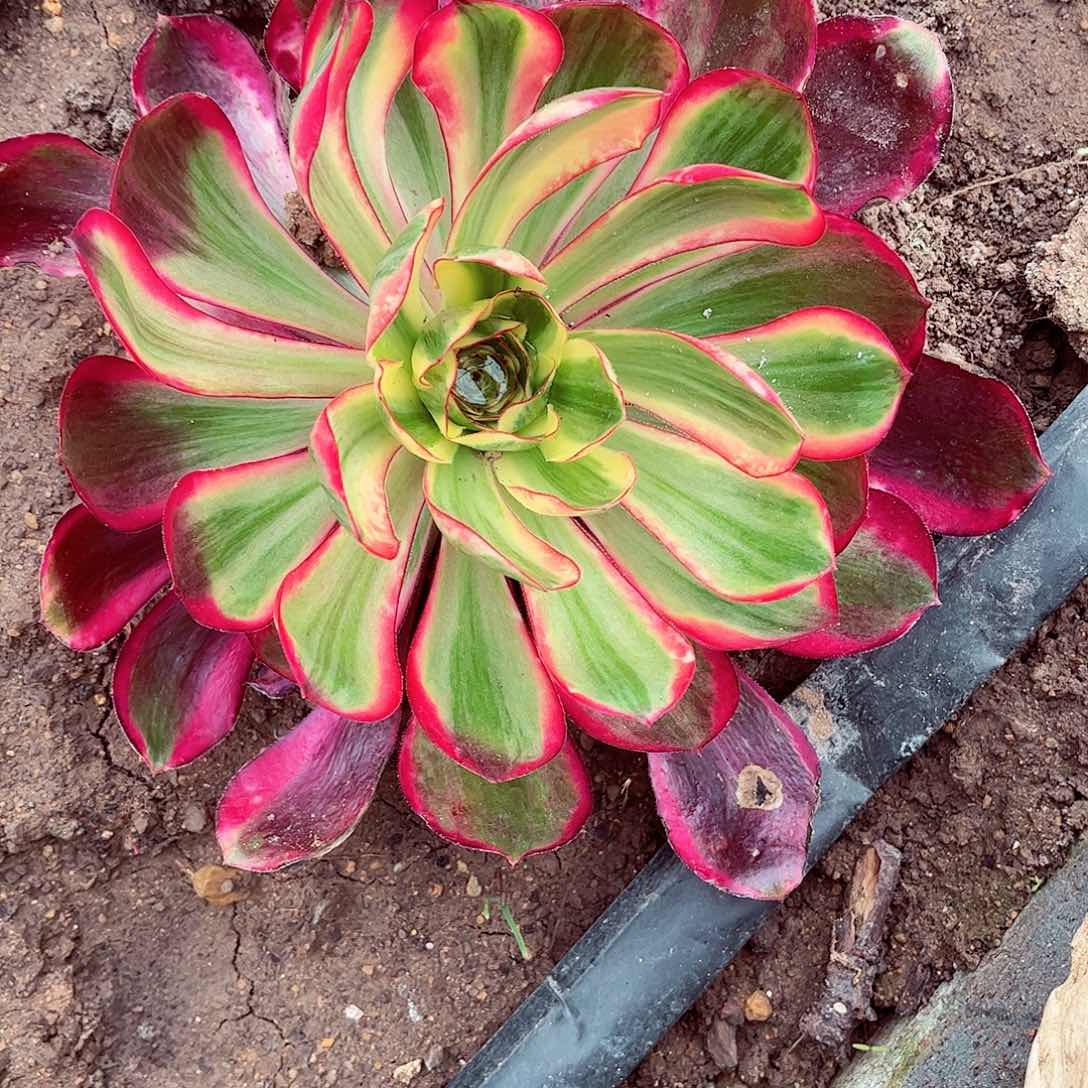 ❀*?1棚法师无毒，魅影中班，宴紫中班