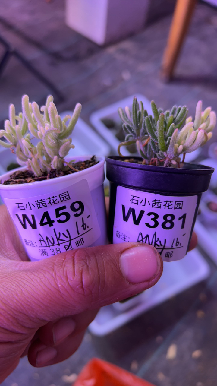 Anky-荧光兔白锦x2-枝干番杏多肉植物