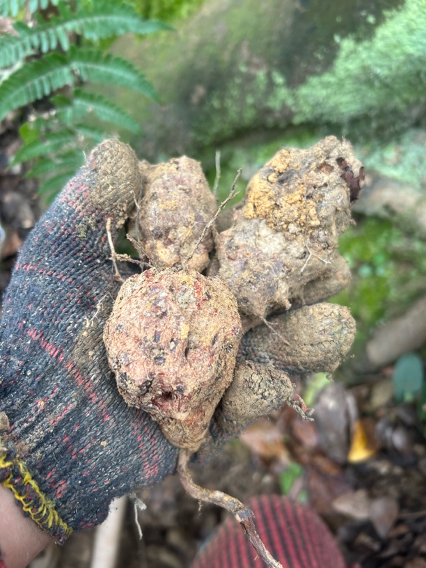 现挖现发野生土茯苓 软糯香甜