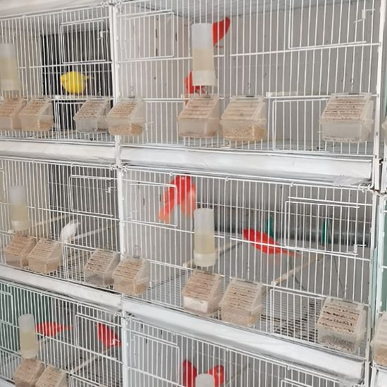 快***度玄凤鹦鹉/鸡尾鹦鹉精品蜡黄笼