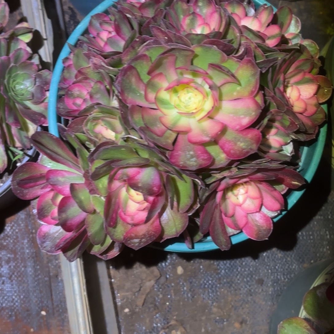 s***e云南多肉植物荔枝