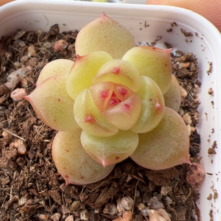 一物一拍精品糖心，尺寸不大介意勿拍