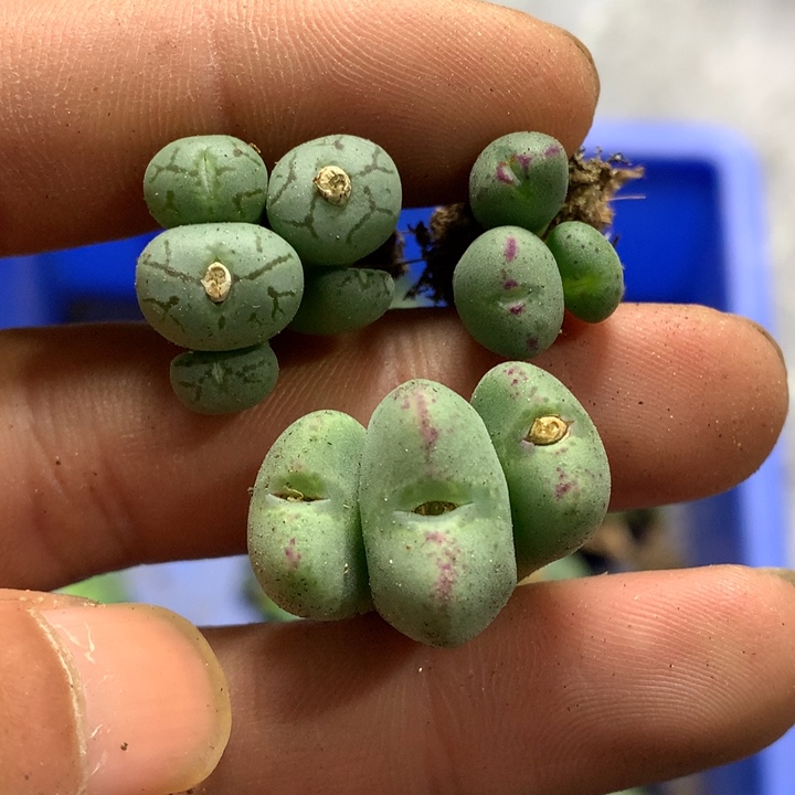 精品多肉植物大战僵尸先生