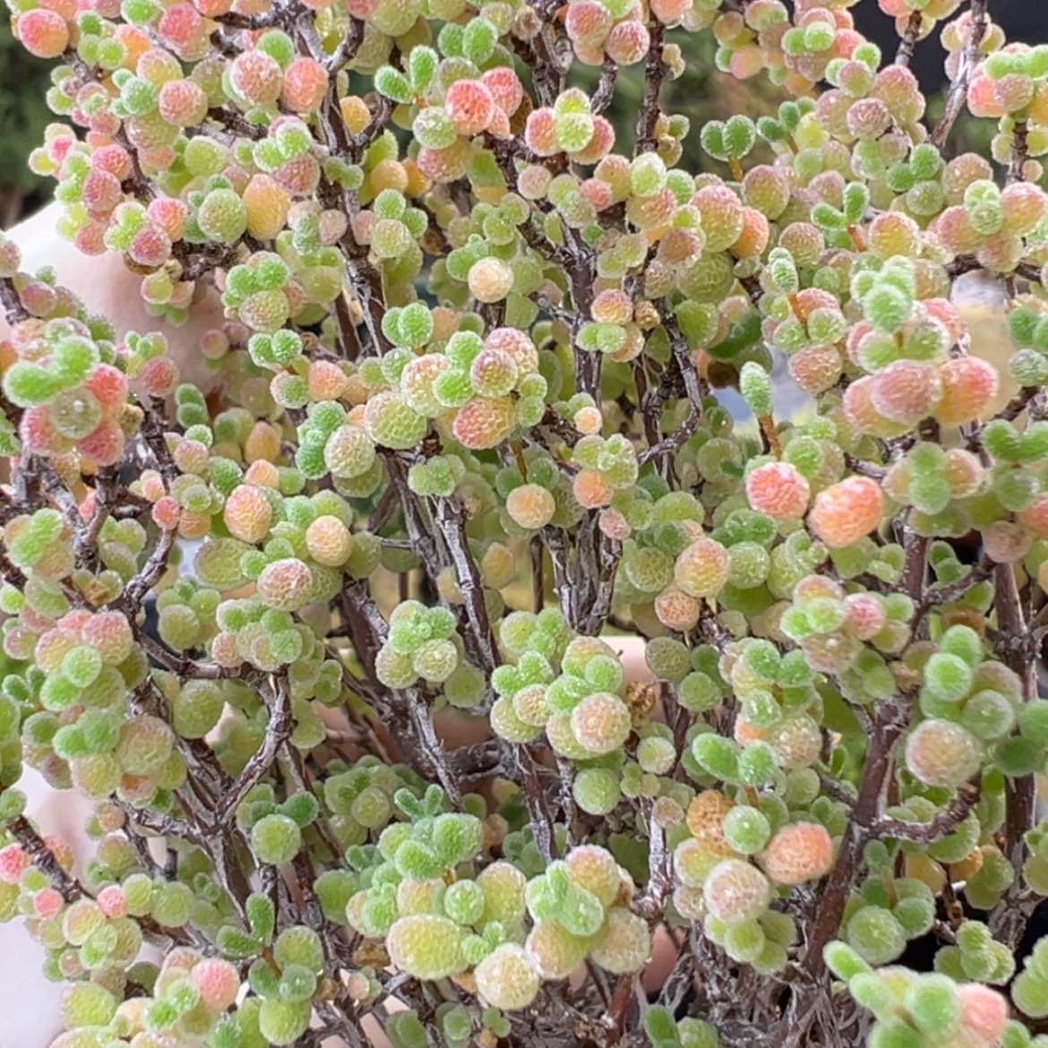 【闪购商品】开播炸 dy2434蜜橘糖球