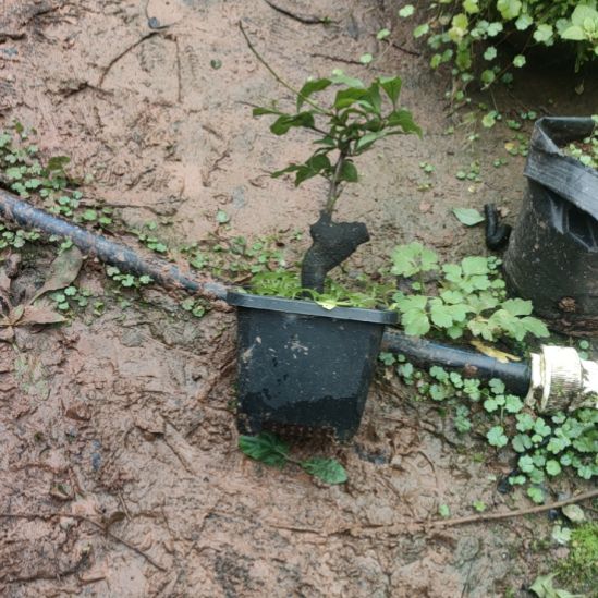 当前无花栽培后可以开花粗2公分，介意小勿拍