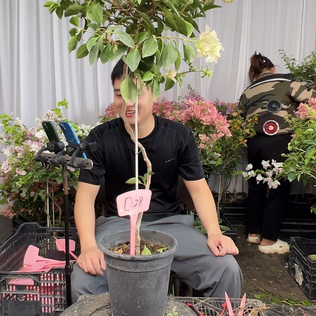 恰***妮当前无花栽培后可以开花D28卡雅塔