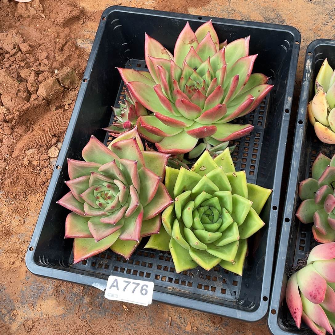 若如东云框拍A776