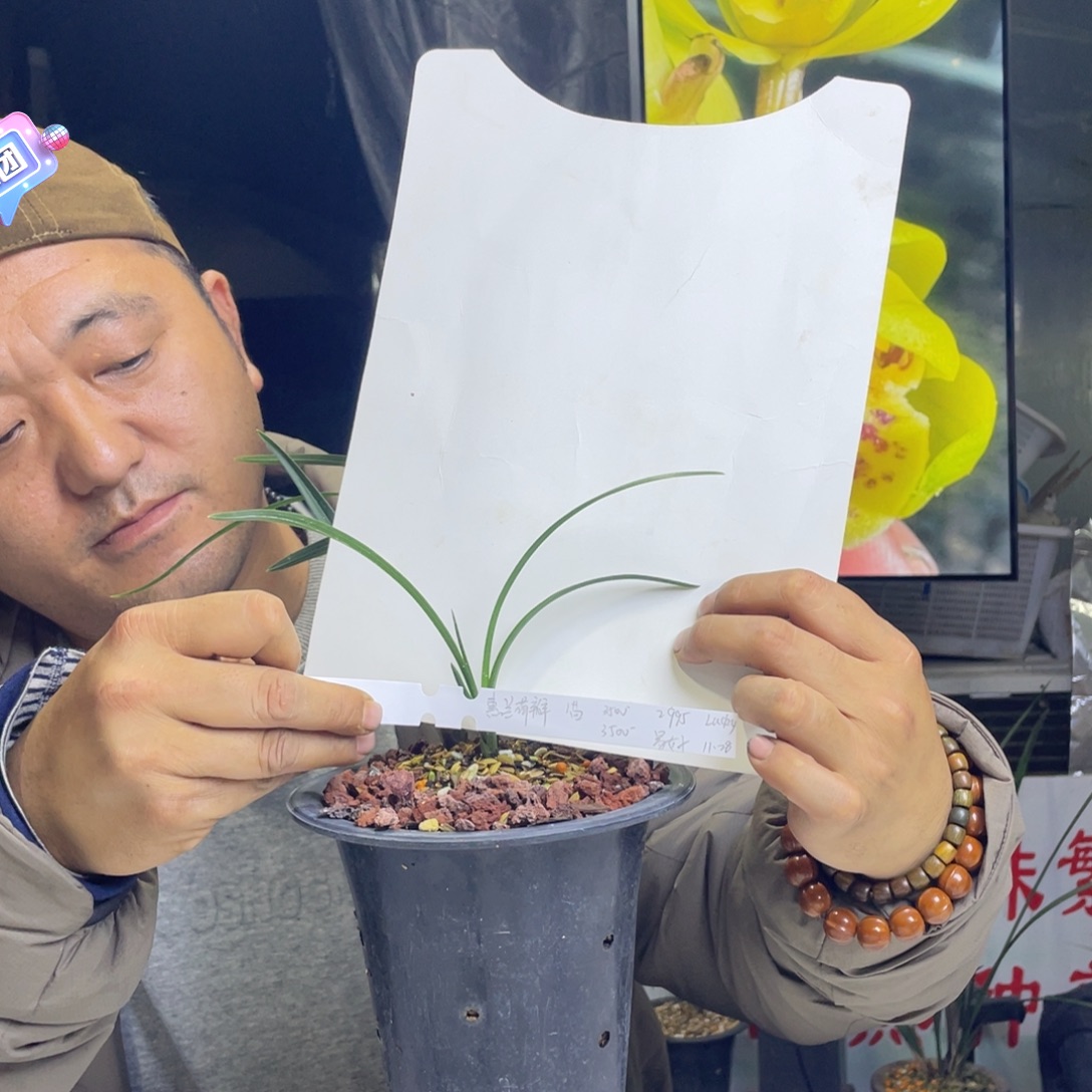L****完全开放惠兰荷瓣合股寄养
