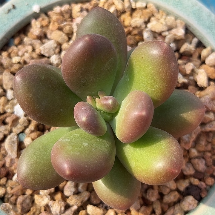 X系单头1111111111111