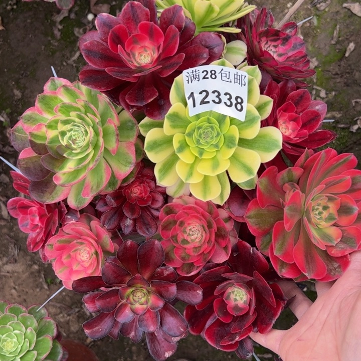 12338嫁接不包损多肉植物