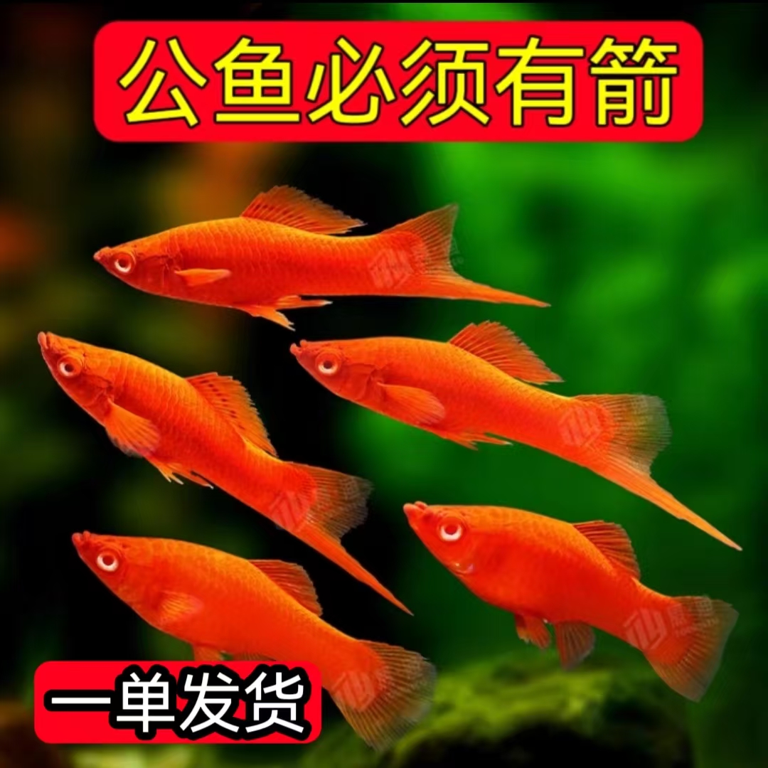 红箭公鱼红剑鱼红剑球鱼双箭帆菊花热带观赏鱼便宜大尾巴不用打氧