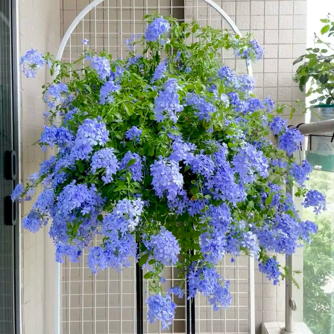 2加仑盆蓝雪花，多年生耐冷耐热木本植物